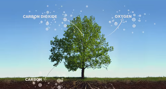 넷플릭스 오리지널 다큐멘터리 '대지에 입맞춤을'에서 식물이 광합성을 할 때 일정량의 탄소가 뿌리를 통해 토양에 저장되는 과정을 설명하는 장면. 넷플릭스 갈무리