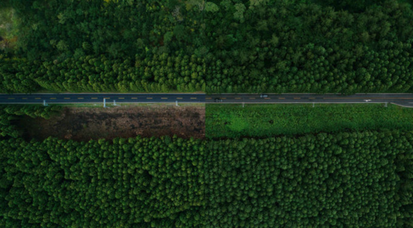 2018년 벌목 당시 흙색으로 도드라져 있던 숲의 공백(왼쪽)이 3년 동안 천이를 거치면서 푸른 수풀(오른쪽)로 다시 덮였다. 하상윤 제공