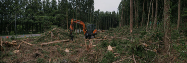 2019년 7월 비자림로 확장 공사 재개 당시 모습이다. 굴착기 주변으로 나무들이 쓰러져 있다. 하상윤 제공