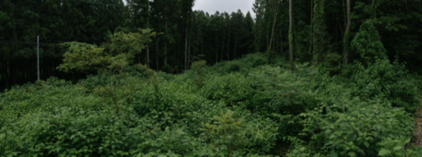 2021년 위 사진과 같은 장소의 모습이다. 천이가 진행된 숲이 수풀로 덮여있다. 하상윤 제공