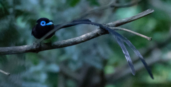 지난 2019년 4월 비자림로 인근 숲에서 관찰된 수컷 긴꼬리딱새(멸종위기 야생생물 Ⅱ급)의 모습이다. 숲새 중에서도 조심성이 많아서 육안으로 관찰하기 어려운 종이다. 하상윤 제공