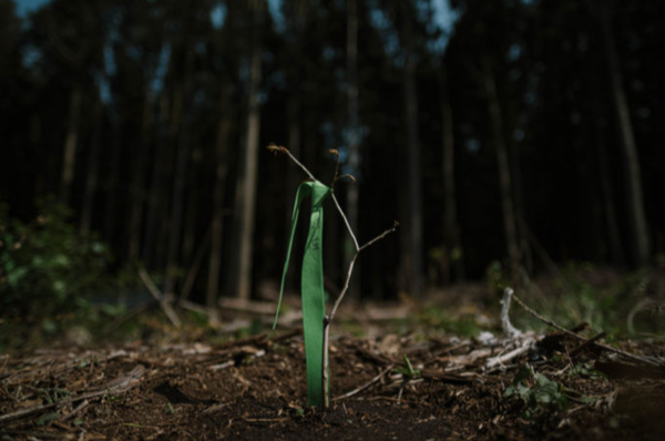 지난 2020년 4월 비자림로 숲이 벌채된 자리에 시민들이 심은 사람주나무 묘목의 모습이다. 하상윤 제공