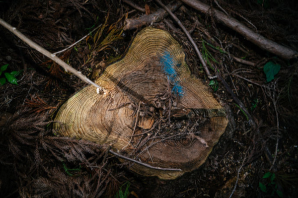 2018년 벌목 당시 잘려 나간 삼나무 그루터기 모습이다. 나무가 쓴 ‘역사’인 나이테에는 비자림로의 시간이 고스란히 새겨져 있다. 하상윤 제공