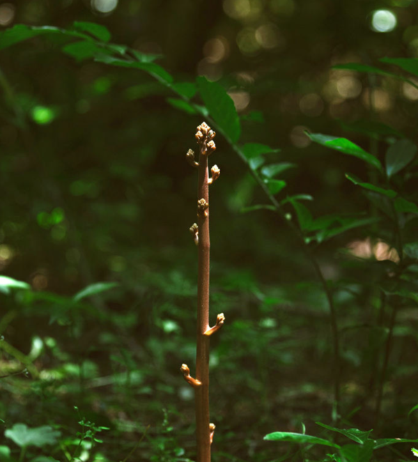 지난 2020년 7월 비자림로 인근 숲에서 관찰된 으름난초(멸종위기 야생생물 Ⅱ급)의 모습이다. 하상윤 제공