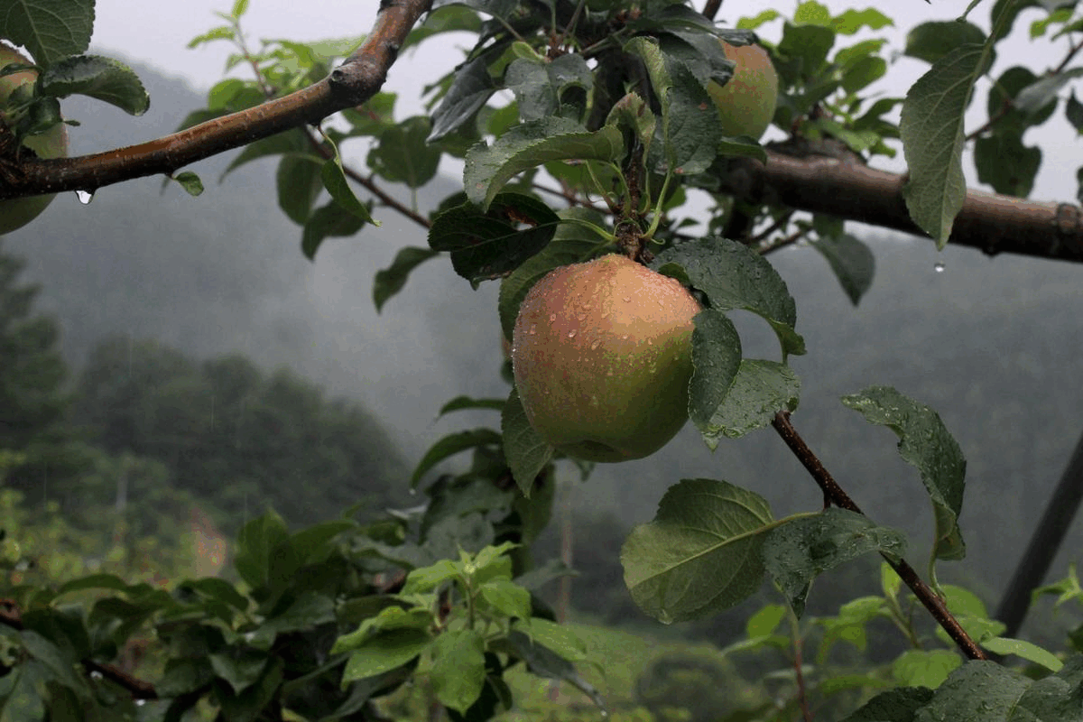 해발 800m에 달하는 강원도 태백시의 농장에서 사과나무가 잘 자라고 있다. 김은송 기자