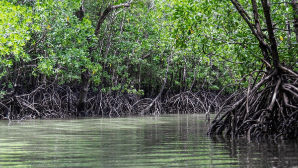 IPCC가 블루카본으로 인정한 맹그로브숲, 해초류, 염생류의 모습. pixabay