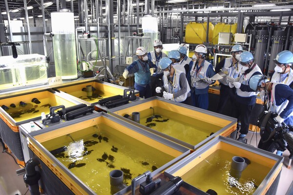 도쿄전력이 지난 17일 후쿠시마 제1원자력발전소에서 오염수를 희석한 물로 키우고 있는 광어를 공개했다. 연합뉴스