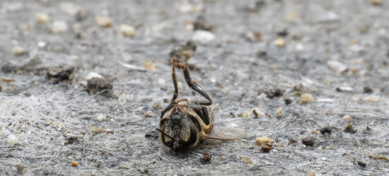 지난 5월 4일 충북 청주시의 한 양봉장에서 죽은 채 발견된 꿀벌. 조승연 기자
