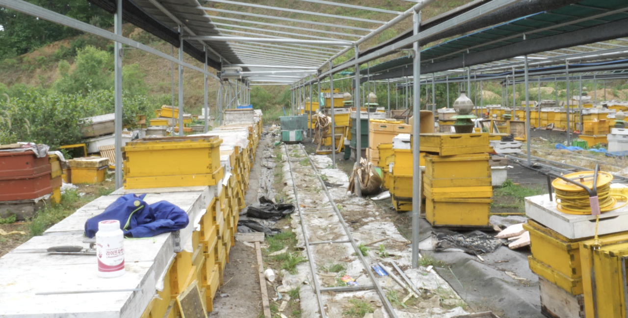5월 4일 취재팀이 방문한 충북 청주시의 한 양봉장. 겨우내 꿀벌이 사라져 벌통이 대부분 비어있었다. 조승연 기자