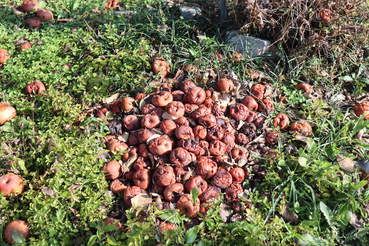 ▲ 지난달 단비뉴스가 방문한 밀양 사과 농가에는 곳곳의 나무 아래에 이렇게 사과들이 떨어져 썩고 있었다. 전나경 기자