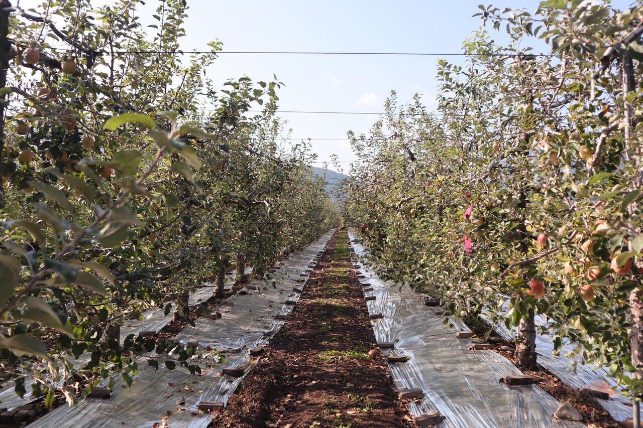 ▲ 지난달 방문한 경남 밀양 사과 농가는 수확을 앞뒀지만 사과가 주렁주렁 매달린 나무는 찾아보기 어려웠다. 전나경 기자