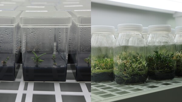 식물은 조직 배양실에서 발아를 시작한다. 나도풍란(왼쪽)과 석곡(오른쪽). 김정현 기자