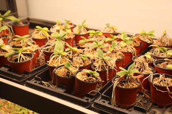 조직 배양실에서 성장을 마친 식물은 생장실에서 외부 환경에 적응하는 단계를 거친다. 김정현 기자