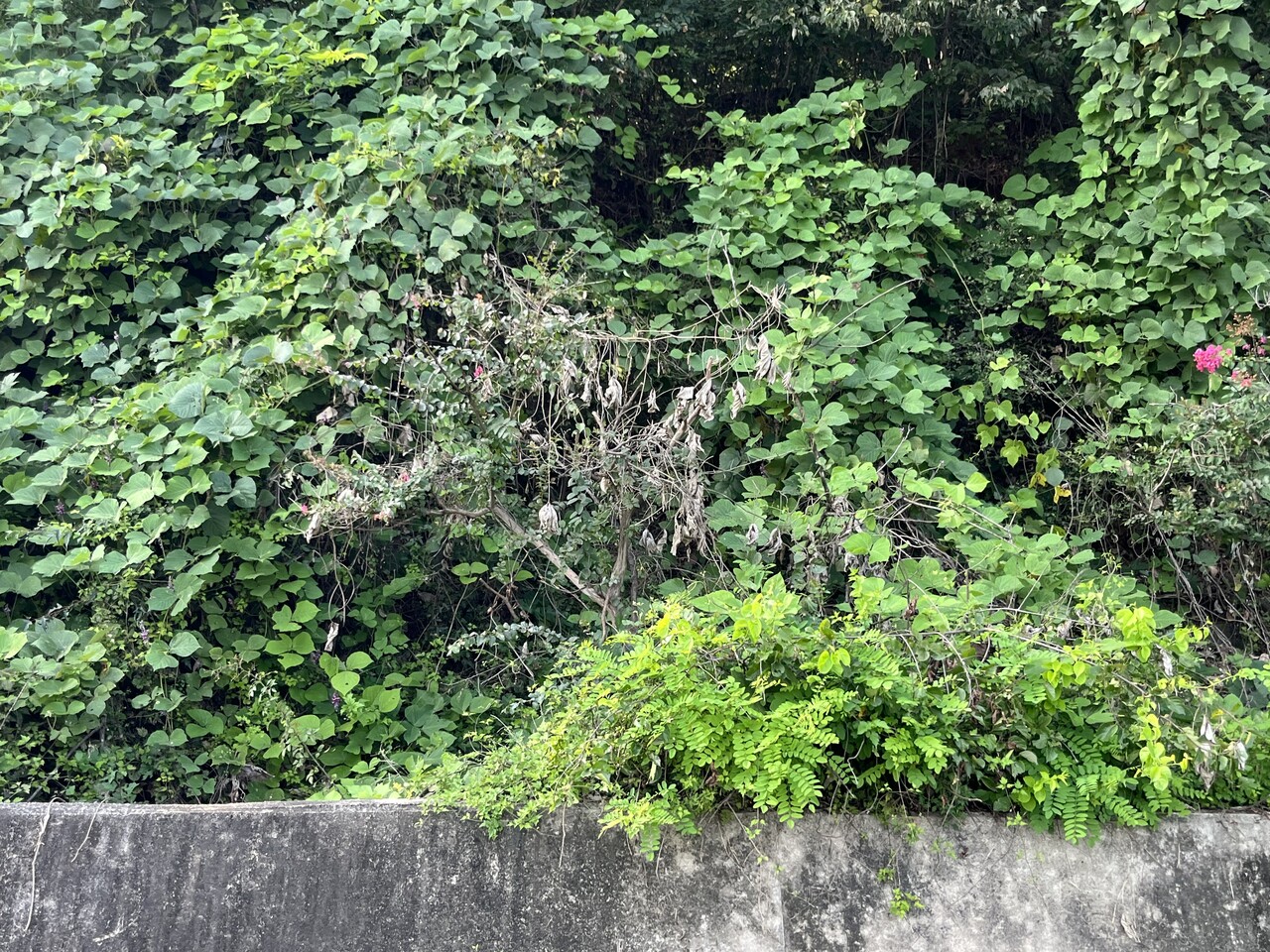 지난해 9월 10일 취재팀이 방문한 제천시 청풍면 대류리 길가에서 하얗게 말라 죽은 배롱나무를 발견할 수 있었다. 이채현 기자