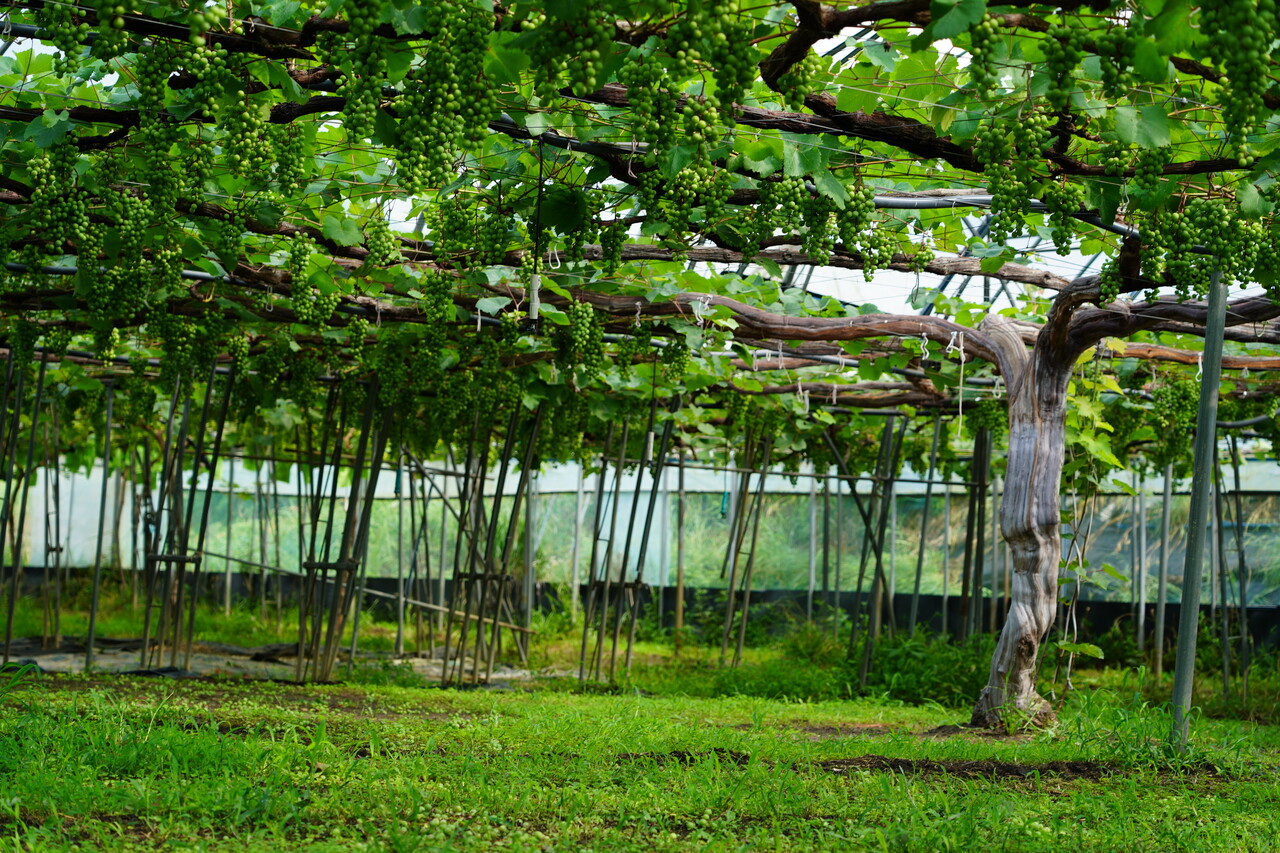 전북 고창군 성송면 도덕현유기농포도원의 2000평 규모 대형 비닐하우스에서 포도송이들이 익어가고 있다. 김지영 기자