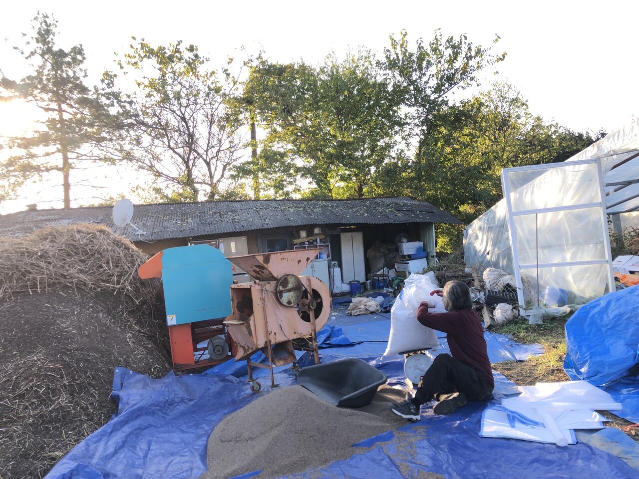 지난해 11월 제천시 송학면 무도3리 불당골에서 만난 주민 김동재 씨가 수입원 중 하나인 깨를 터는 작업을 하고 있다. 이예진 기자