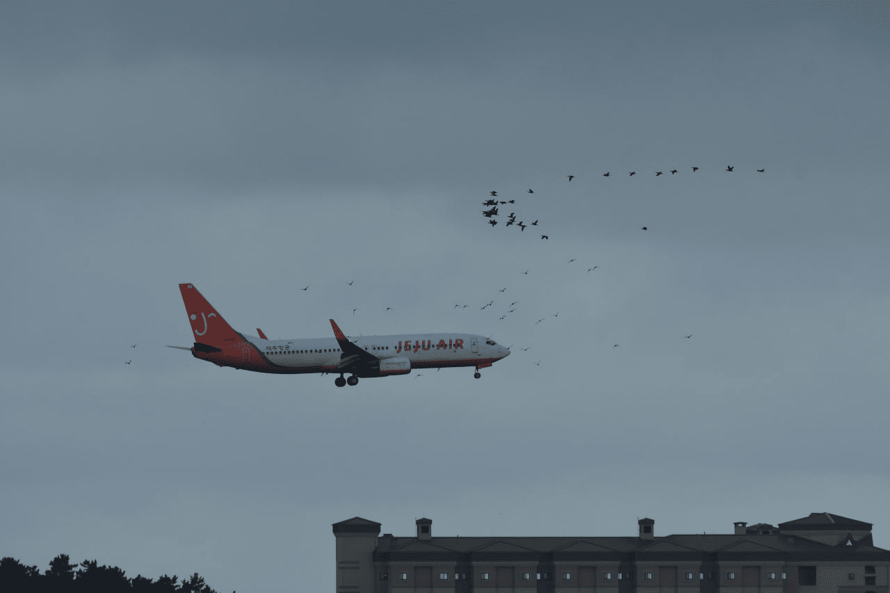 수라갯벌에서 항공기와 새떼가 교차하는 장면. 2023년 촬영됐다. 새만금신공항백지화공동행동 제공