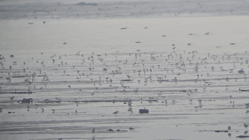 수라갯벌에서 망원경으로 본 도요새 떼. 호주나 뉴질랜드 등에서 겨울을 나고 1만km를 날아온 새들이다. 하미래 기자