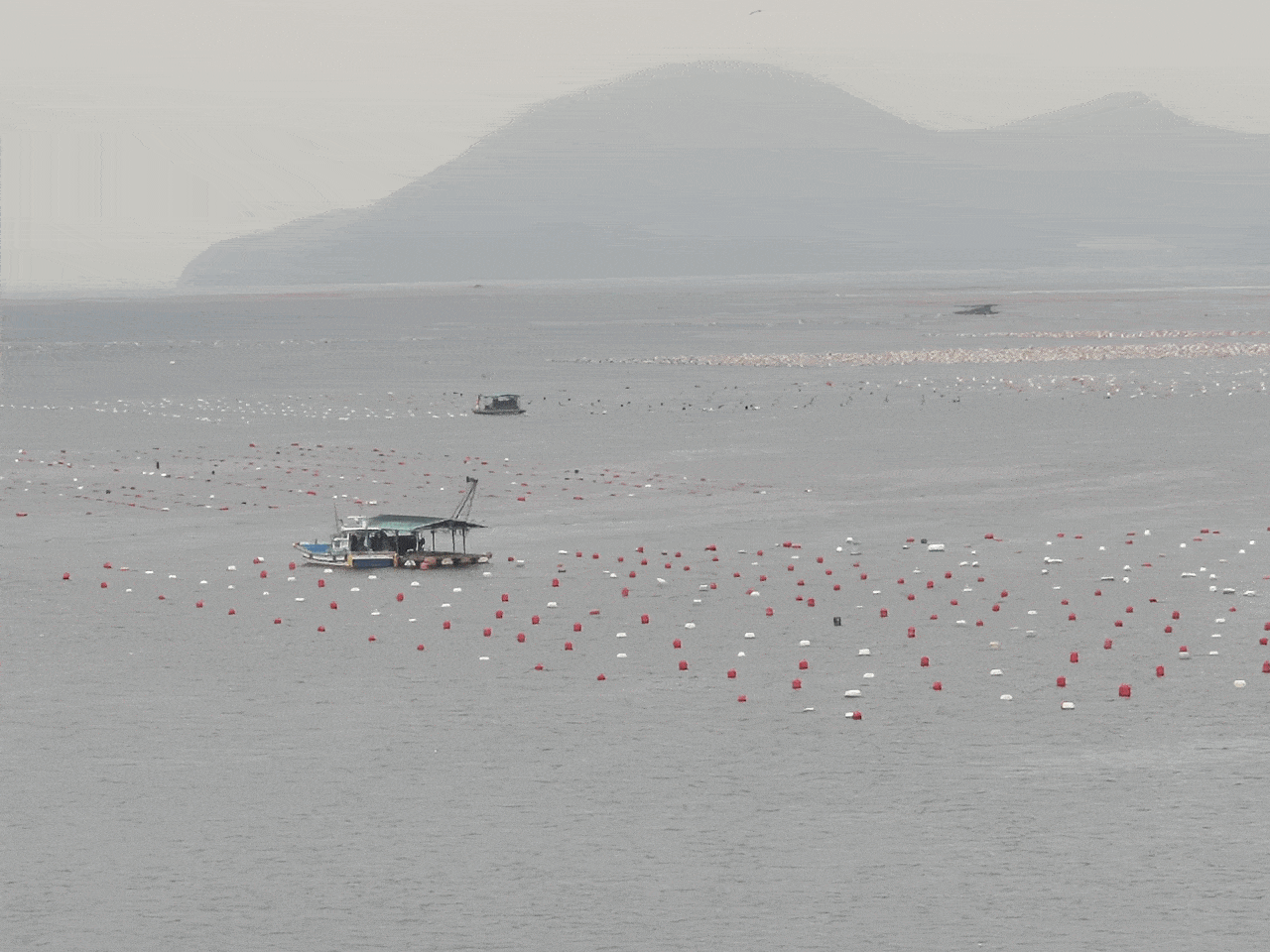 경남 창원시 진동면 요장리 중촌항 바다에 부표로 가득한 양식장이 보이고, 해안에는 스티로폼 부표 조각이 곳곳에 버려져 있다. 김민성 기자