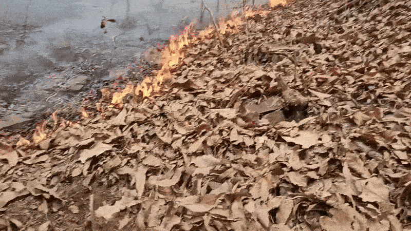 지난 3월 27일 낮 12시, 경북 안동 일직면 원호리의 한 야산에서 갈퀴질하는 이재성 씨의 모습을 일인칭으로 촬영한 것이다. 이재성 씨 제공