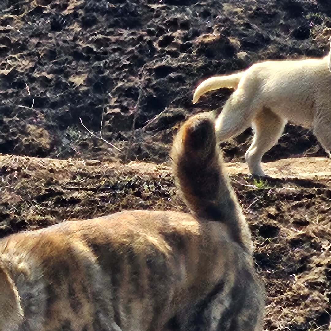 지난 4월 3일, 재성 씨가 경북 의성 안평면 기도리에 가서 직접 찍은 개 두 마리의 사진이다. 이재성 씨 제공